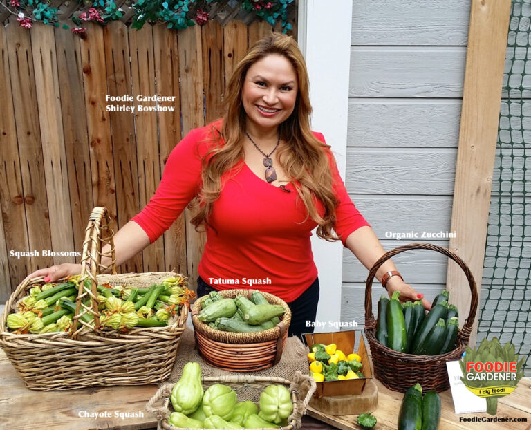 edible-garden-designer-expert-shirley-bovshow-chayote-squash-organic-zucchini-baby-squash-blossoms-tatuma-foodie-gardener-blog