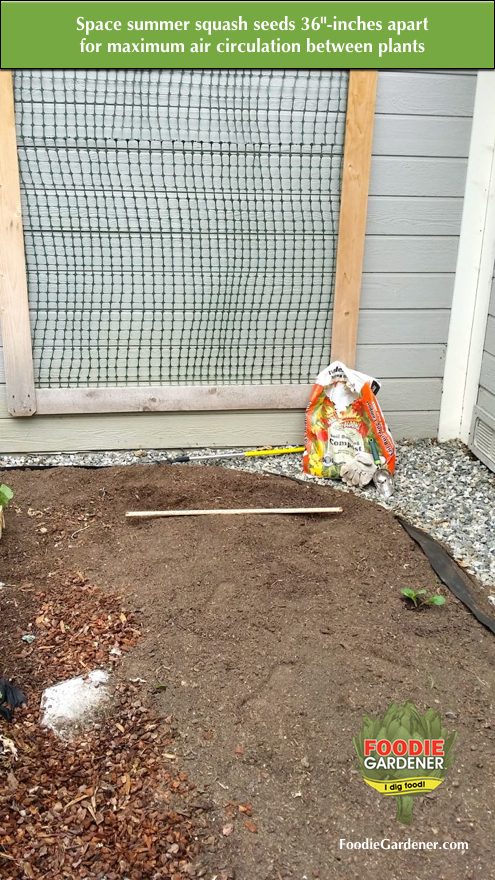 raised-garden-bed-spacing-summer-squash-plants-seeds-vertical-garden-support-trellis-shirley-bovshows-foodie-gardener-blog