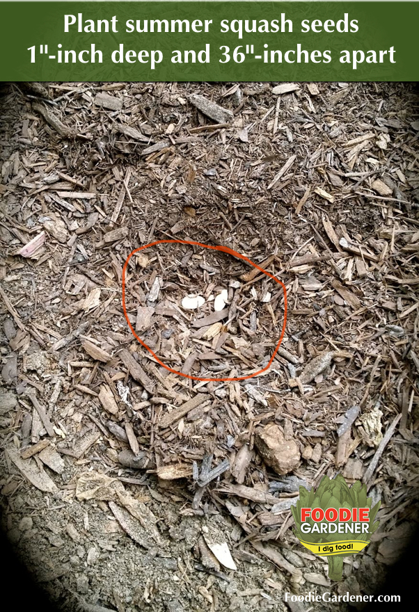 two-summer-squash-seeds-planted-1-inch-deep-foodie-gardener-blog