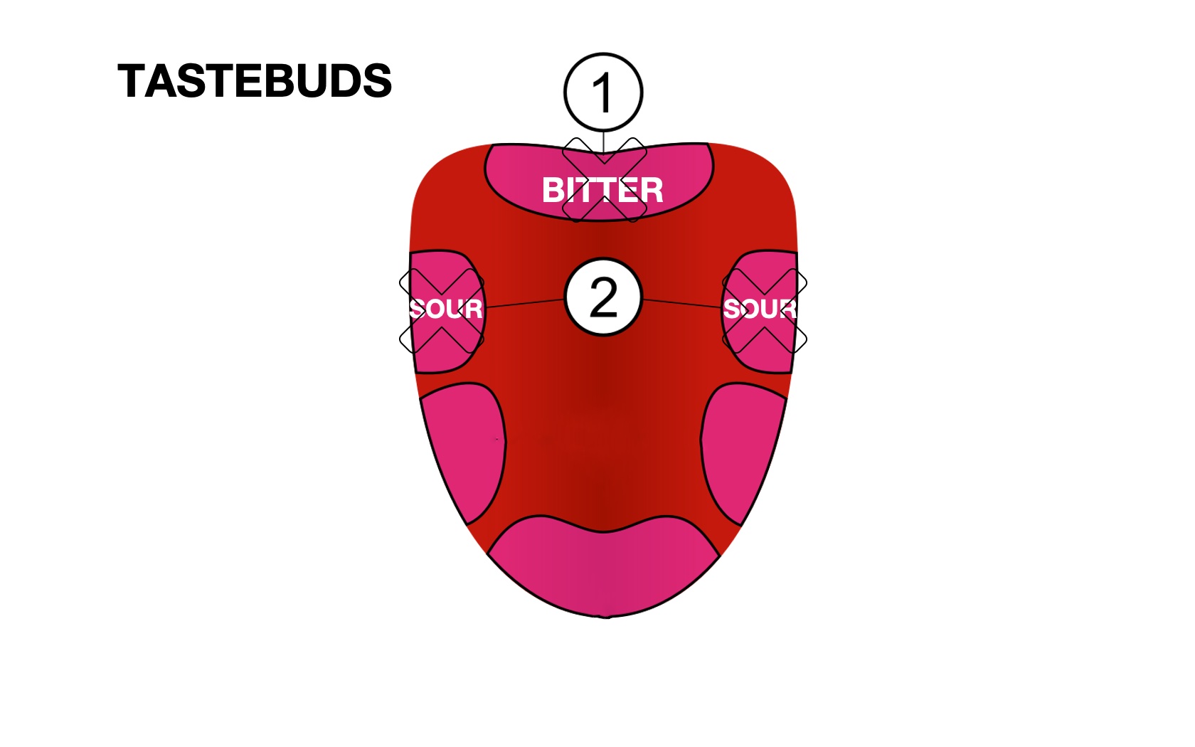 TASTEBUDS for sour and bitter are blocked with miracle fruit