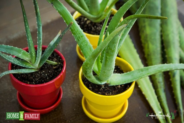 aloe-vera-plants-in-containers-foodie-gardener-blog-how-to-grow