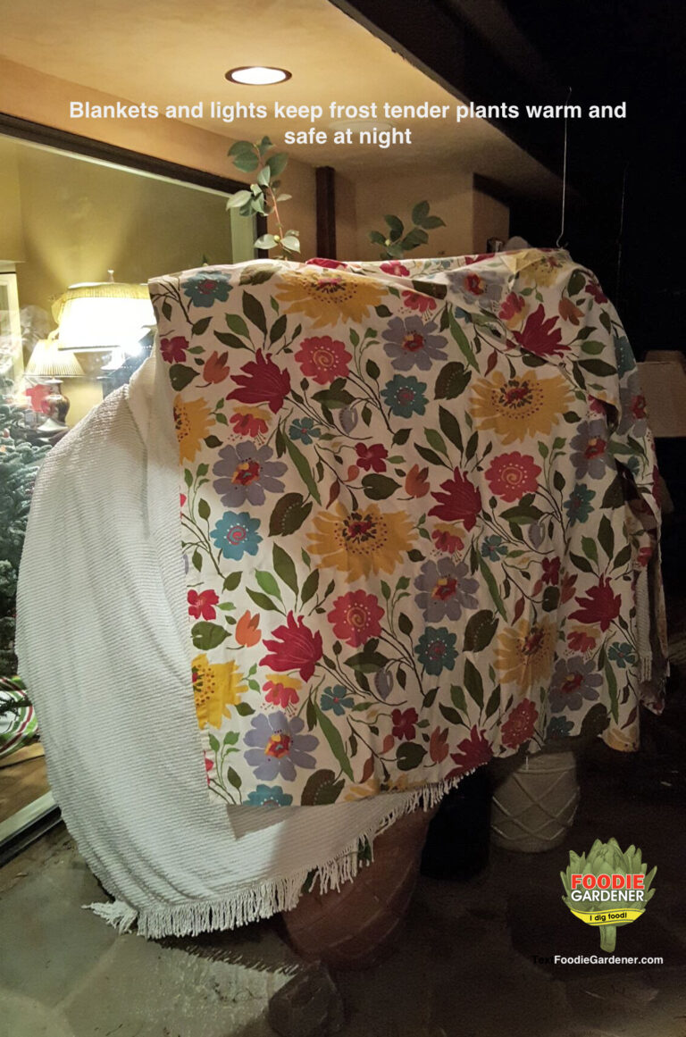blankets-cover-tender-citrus-coffee-tea-trees-during-freezing-temperatures-in-los-angeles-foodie-gardener-blog
