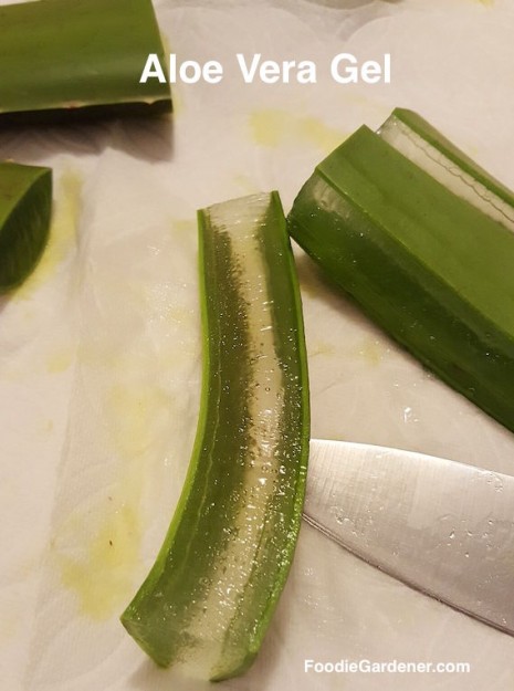 cut-outer-peel-aloe-vera-to-reveal-clear-fresh-aloe-vera-gel-used-in-smoothies-foodie-gardener-blog