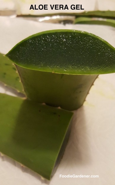 gel-filled-aloe-vera-plant-leaf-polysaccharide-hydrating-ingredient-used-in-skin-moisturizers-sun-burn-relief-internally-as-juice-for-digestion-foodie-gardener-blog