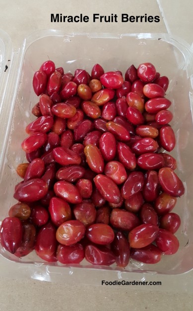 miracle-fruit-tree-berries-turn-sour-fruit-sweet-foodie-gardener-blog