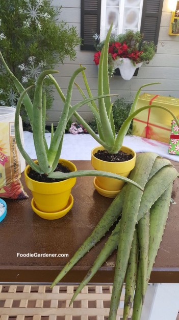 potted-aloe-vera-plants-aloe-vera-cut-leaves-foodie-gardener-blog
