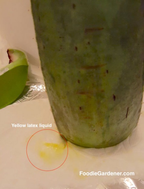 yellow-latex-liquid-from-cut-aloe-vera-leaf-is-irritating-laxative-effect-foodie-gardener-blog