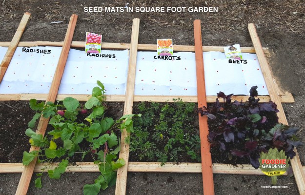 SEED-MATS-RADISH-CARROTS-BEETS-PLACED-IN-SQUARE-FOOT-GARDEN-FOODIE-GARDENER-BLOG