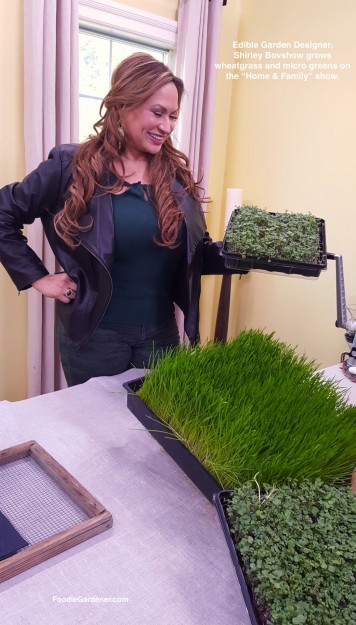 edible-garden-designer-shirley-bovshow-grows-wheatgrass-microgreens-foodie-gardener-blog