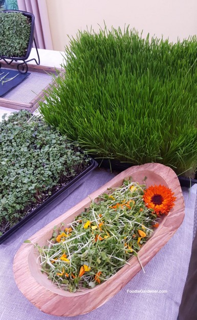 mixed-microgreen-salad-savory-micro-greens-wheatgrass-growing-foodie-gardener