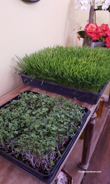 savory-microgreen-mix-wheatgrass-ready-to-juice-day10-foodie-gardener