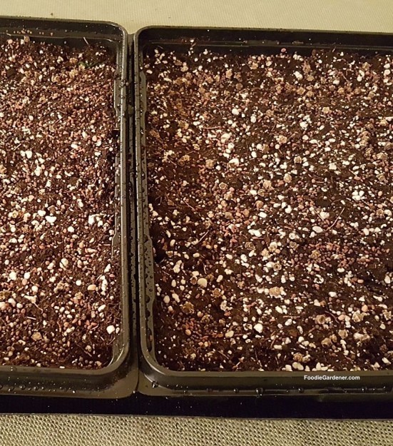 seed-starting-mix-with-seed