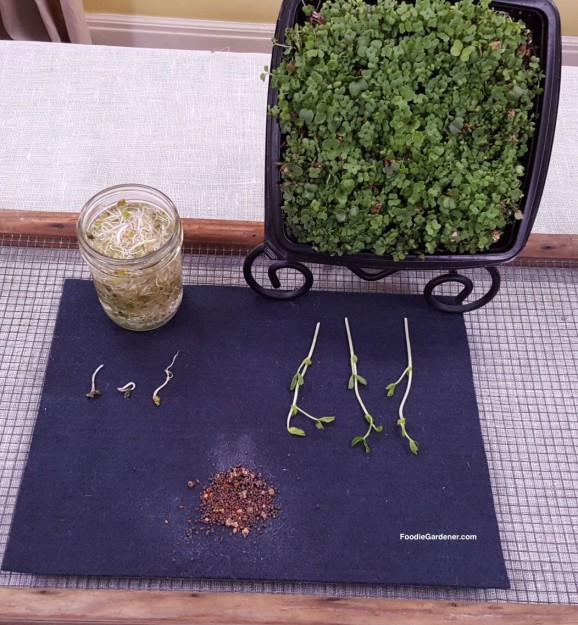 MATERIALS-FOR-GROWING-WHEATGRASS-MICROGREENS-INDOORS-FOODIE-GARDENER