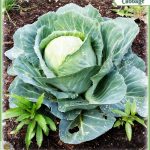 cabbage growing in the garden